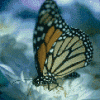 Butterfly 2 gif