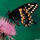 Butterfly On A Thistle