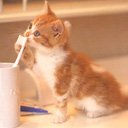 Kitten Brushing Teeth