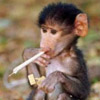 Monkey With Joint
