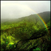 Rainforest & a rainbow