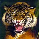 tigers lions avatars 0661